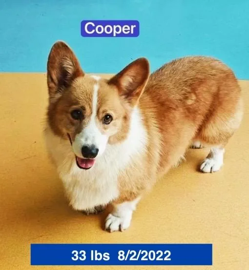 Cooper thumbnail 3