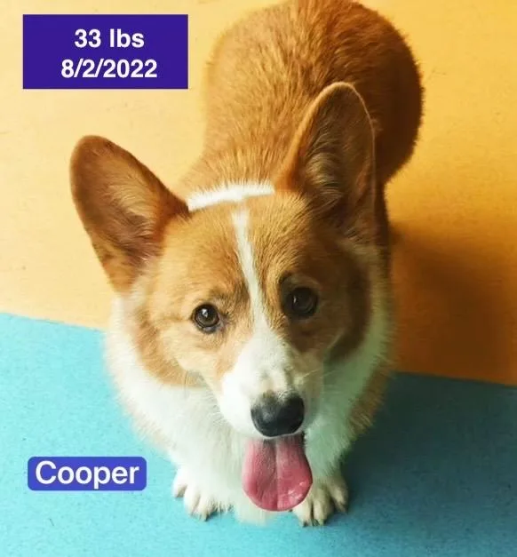 Cooper thumbnail 4