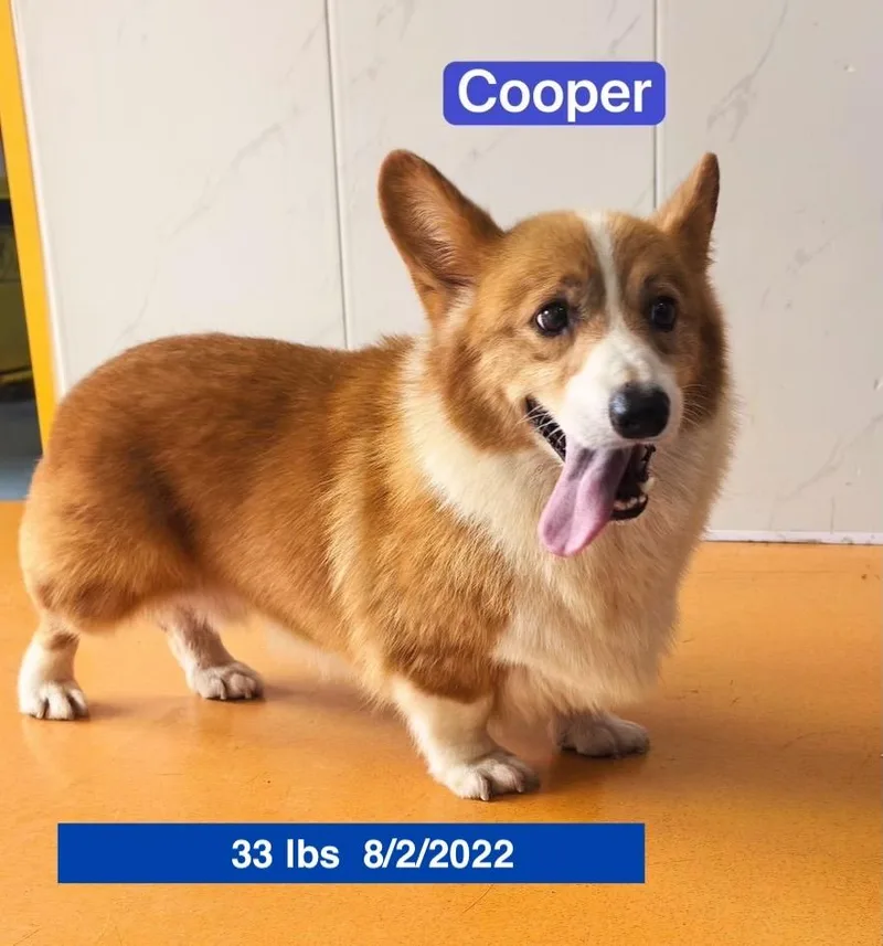 Cooper thumbnail 5