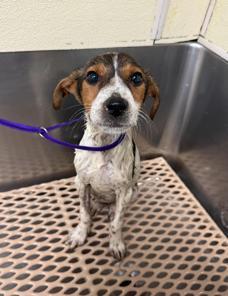 A baby medium-sized female Beagle dog named Liberty a true holiday for adoption in Conway, SC