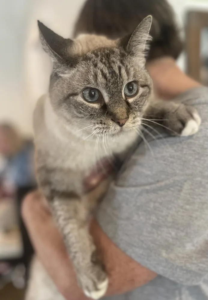 A senior large-sized female Gray / Blue / Silver Domestic Short Hair cat named Iggy for adoption in Ferndale, MI
