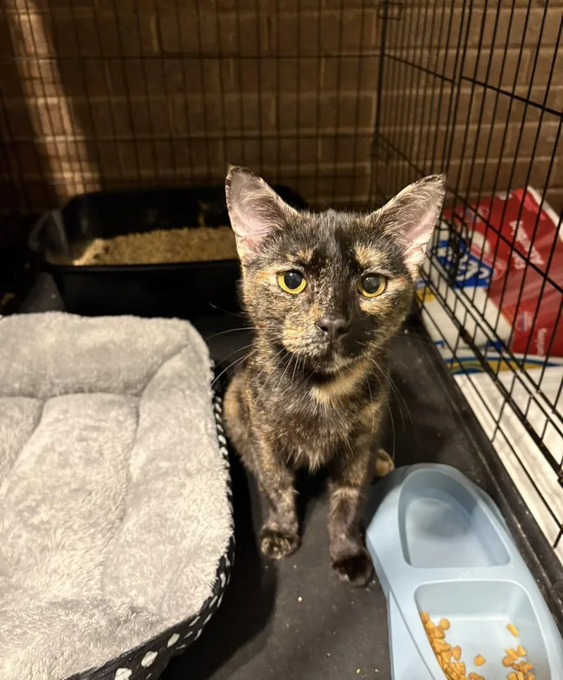 A young medium-sized female Tortoiseshell Domestic Short Hair cat named Karen for adoption in Hope Mills, NC
