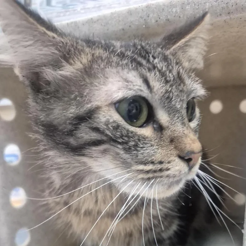 An adult medium-sized male Brown / Chocolate Domestic Short Hair cat named Gyoza for adoption in Tacoma, WA
