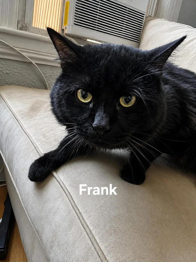 An adult medium-sized female Black Domestic Short Hair cat named Frank for adoption in Chicopee, MA