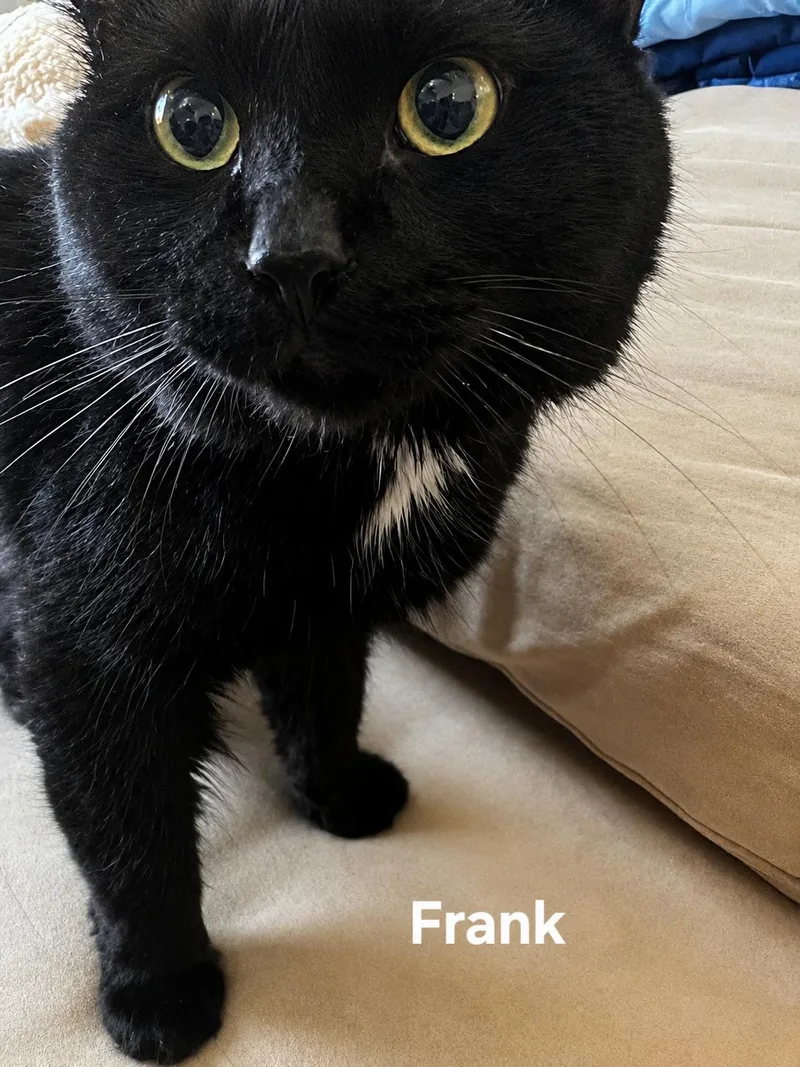 Frank thumbnail 2