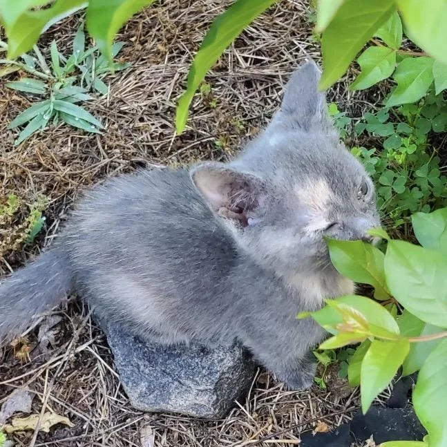 A baby small-sized female Tortoiseshell Domestic Short Hair cat named Tortie for adoption in Mocksville, NC