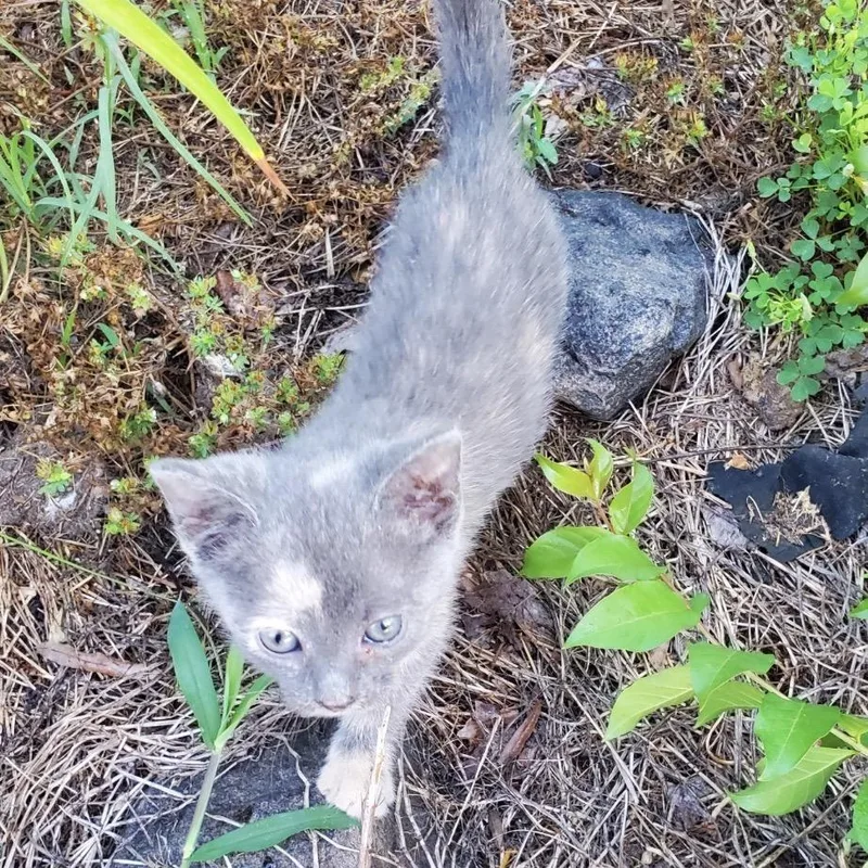 Tortie thumbnail 2