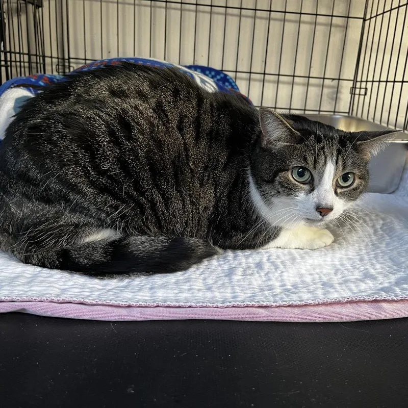 A senior large-sized female Brown / Chocolate Domestic Short Hair cat named Mia for adoption in Middletown, NY