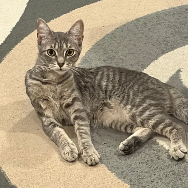 A young medium-sized female Domestic Short Hair cat named Muffin for adoption in West Palm Beach, FL