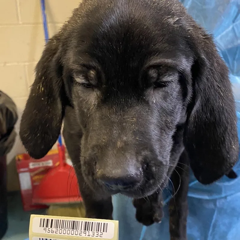 A baby small-sized male Black Mixed Breed dog named Old Yellow Bricks for adoption in Charleston, WV