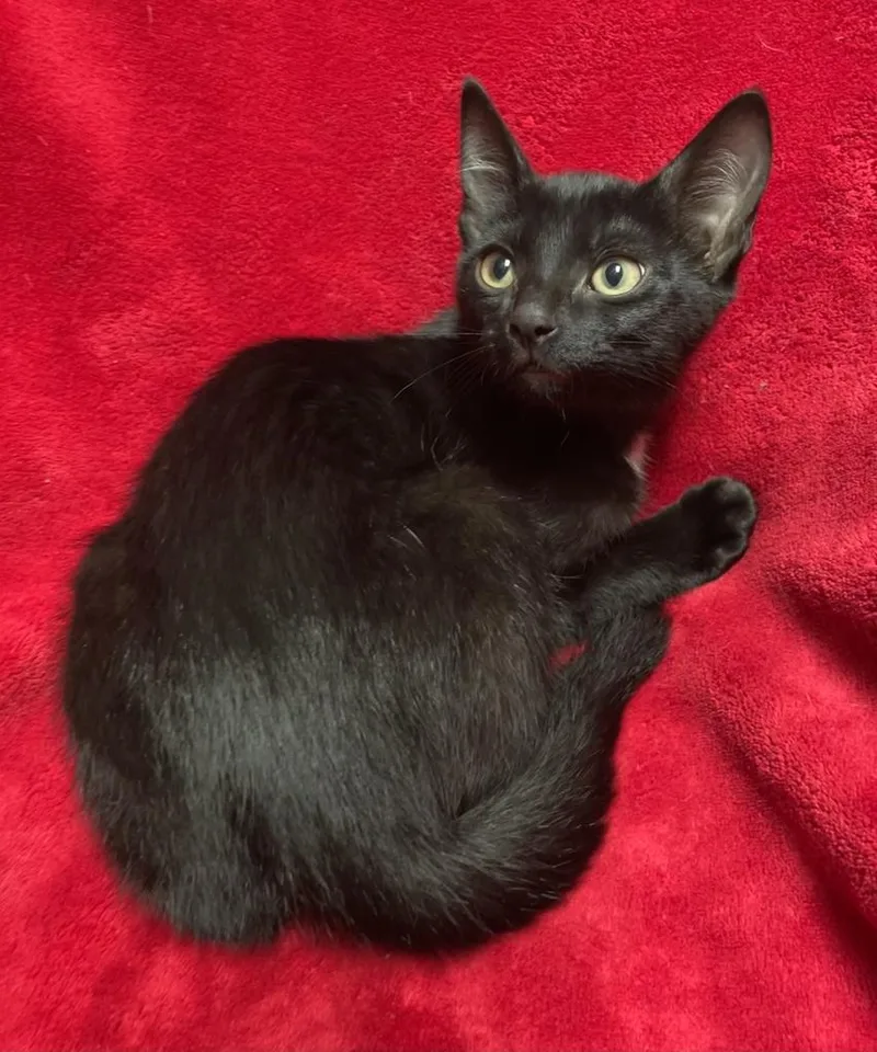 A baby medium-sized male Black Domestic Short Hair cat named Jax for adoption in Jackson, MI