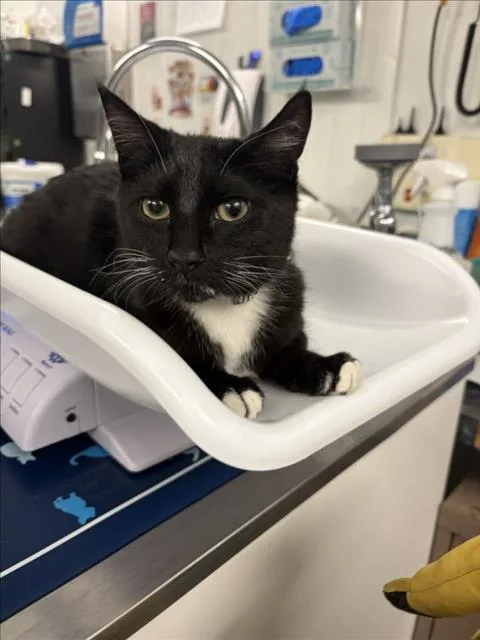 A young small-sized female Black & White / Tuxedo Domestic Short Hair cat named Little Girl for adoption in Woodland, CA