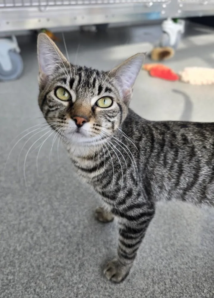 Tabbytha thumbnail 2