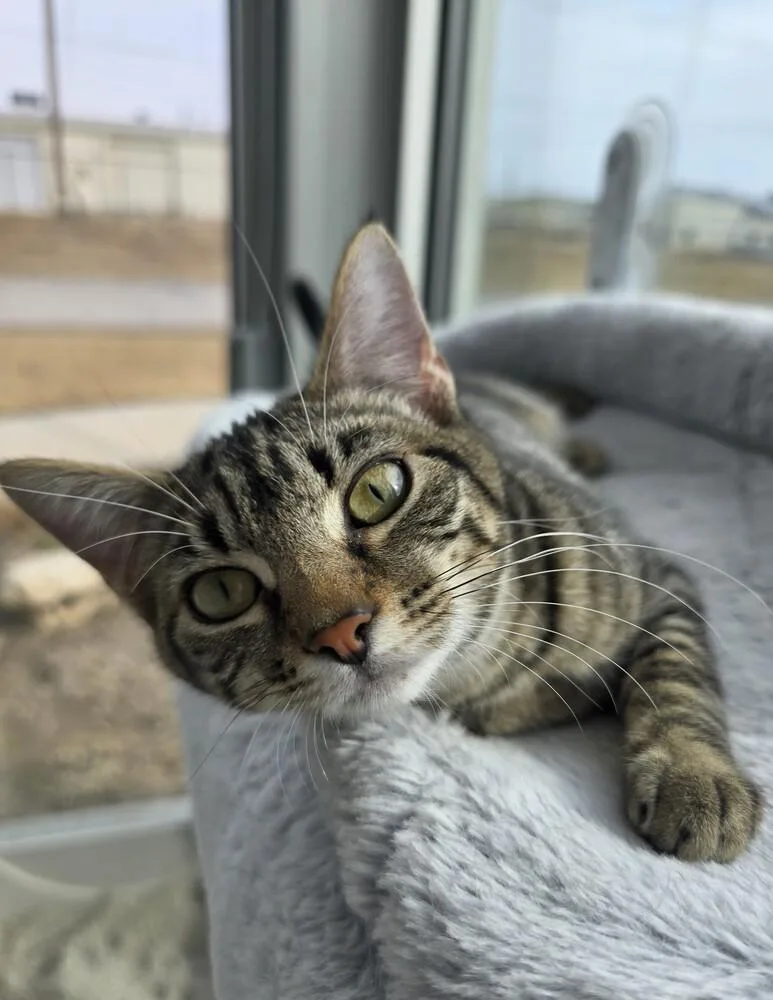 Tabbytha thumbnail 3