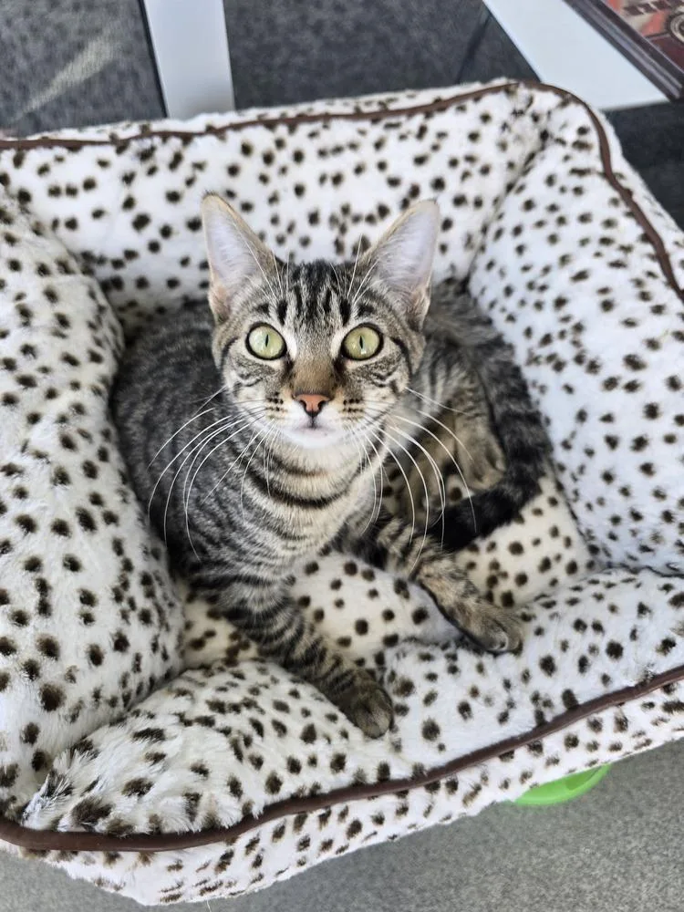 Tabbytha thumbnail 4