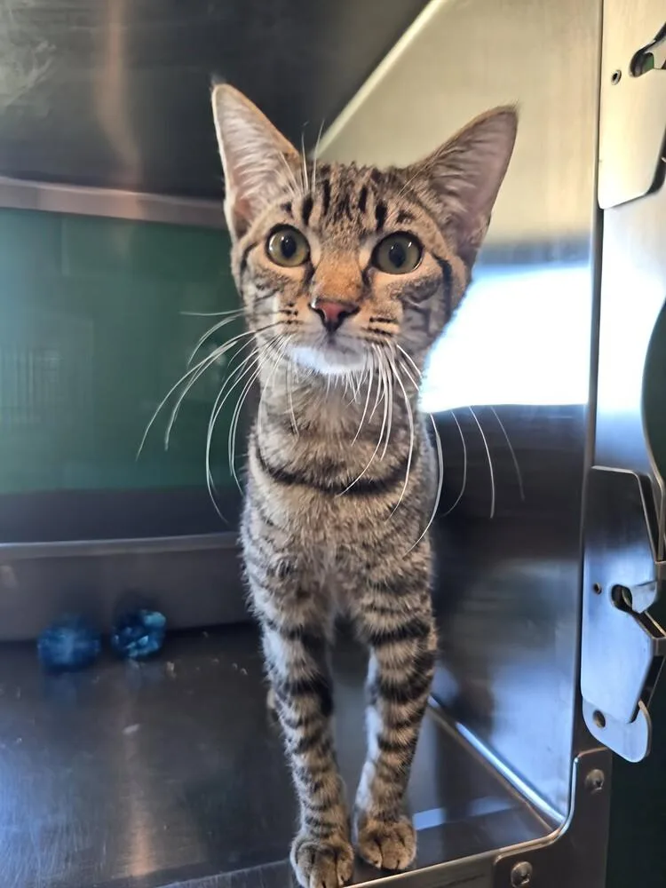 Tabbytha thumbnail 5