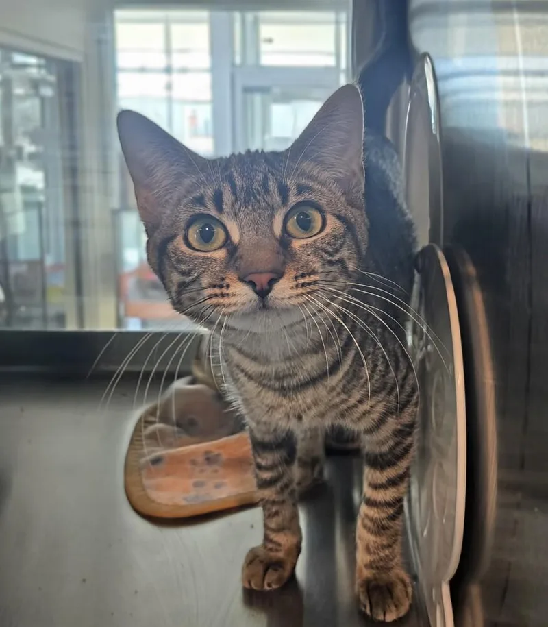 Tabbytha thumbnail 6