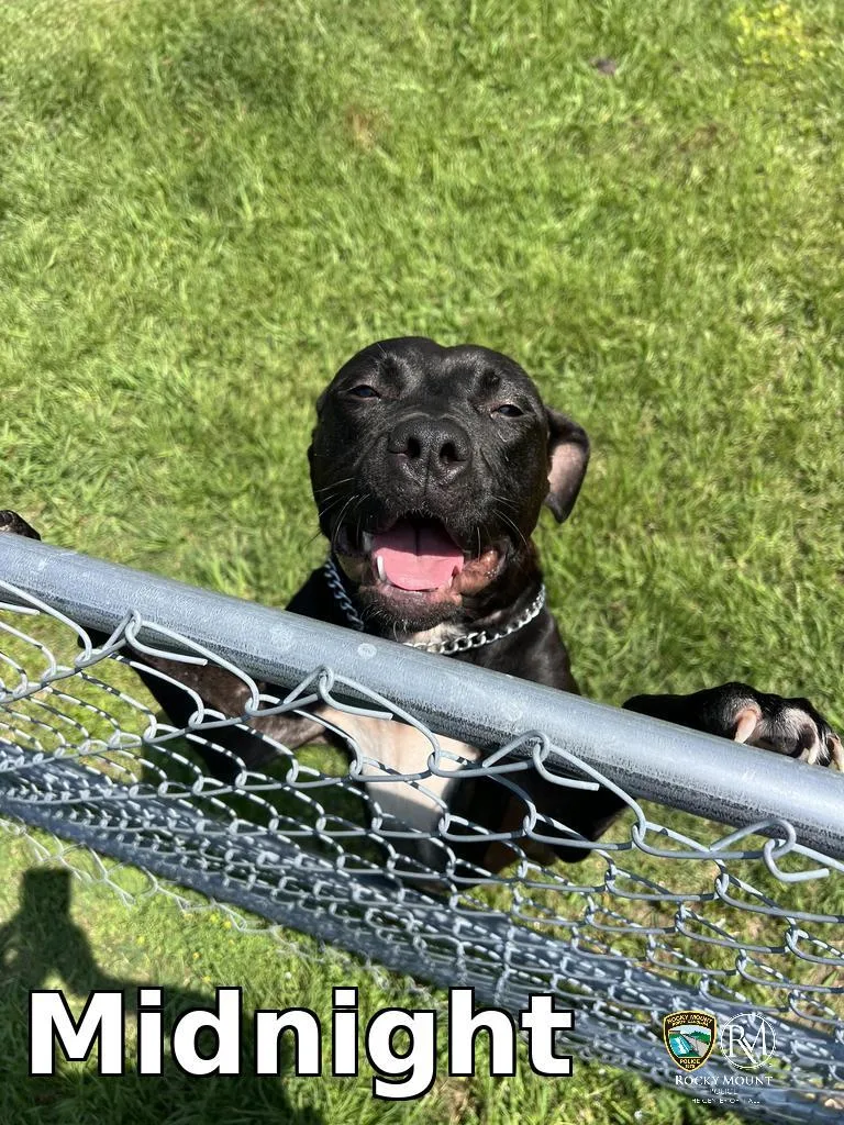 A young medium-sized female Pit Bull Terrier dog named Midnight for adoption in Rocky Mount, NC