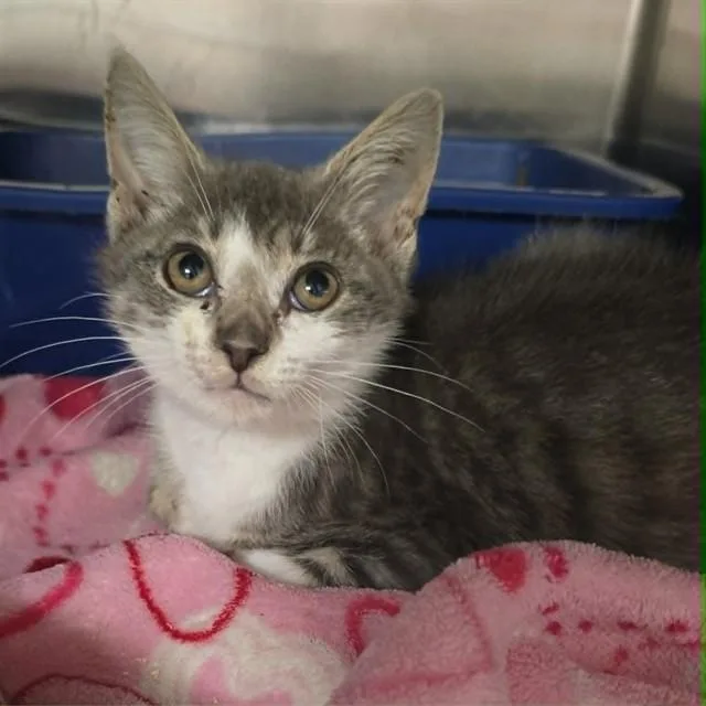 A baby small-sized male Domestic Short Hair cat named Nas for adoption in Easton, MD