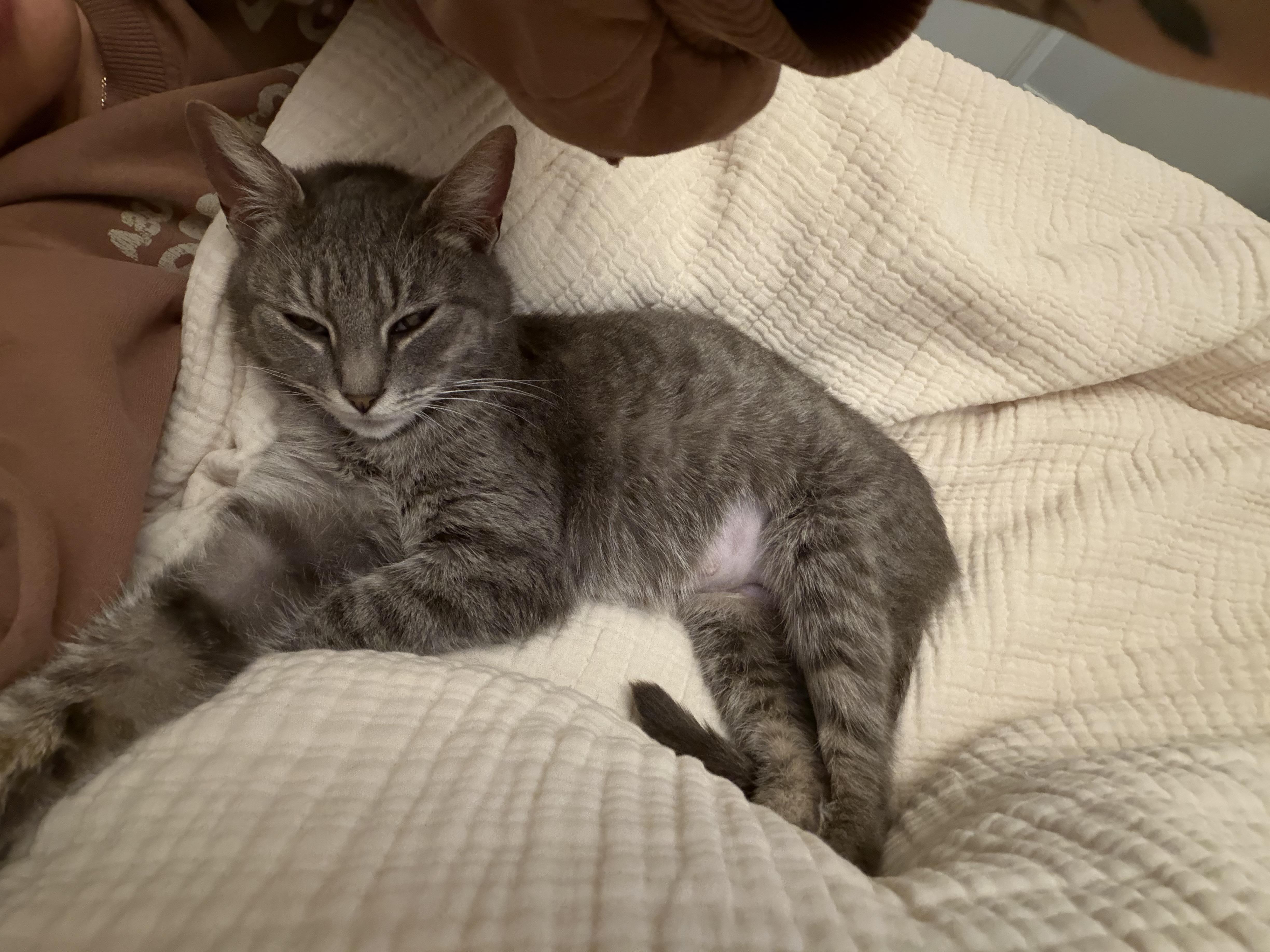 Cressida thumbnail 2