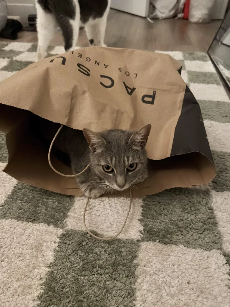 Cressida thumbnail 3