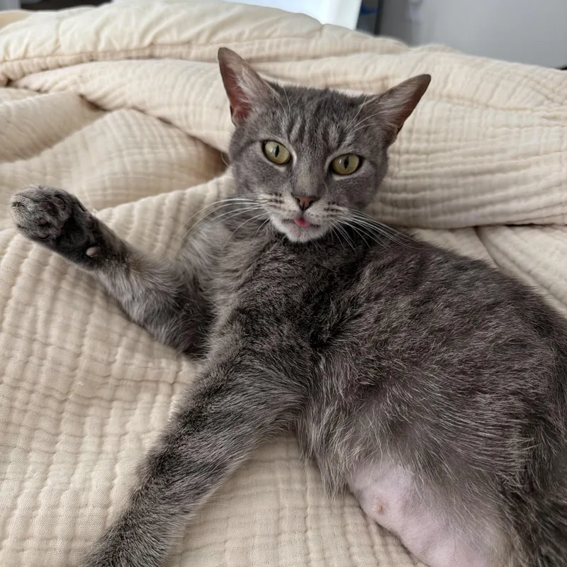 Cressida thumbnail 4