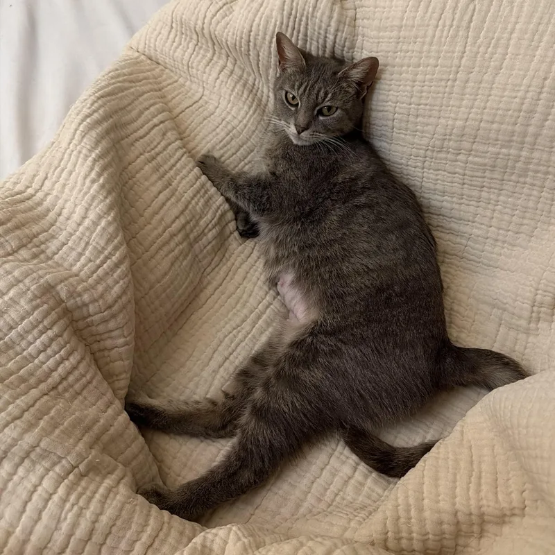 Cressida thumbnail 5