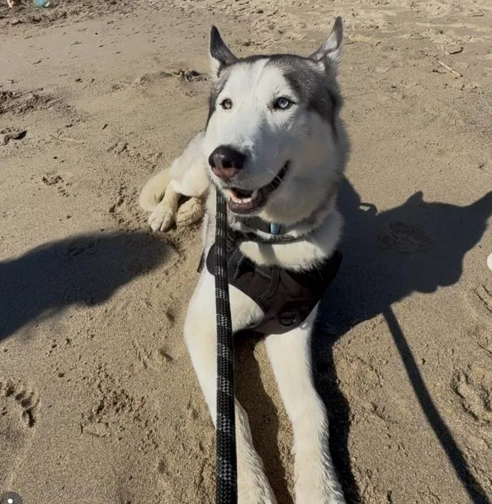 A young medium-sized male Husky dog named Halo for adoption in TEMECULA, CA