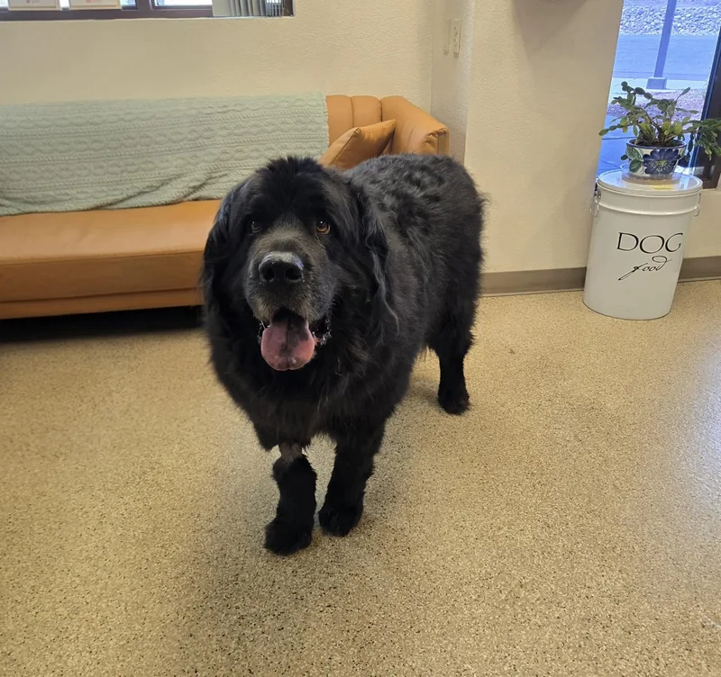 A senior extra large-sized male Black Newfoundland Dog dog named Grizzy for adoption in Gardnerville, NV