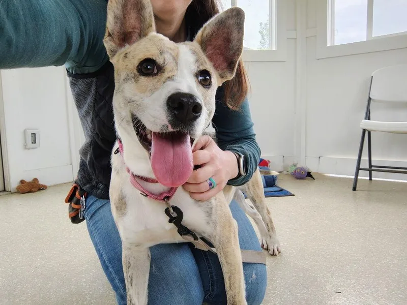 An adult medium-sized female Catahoula Leopard Dog dog named Blondie for adoption in Kalamazoo, MI