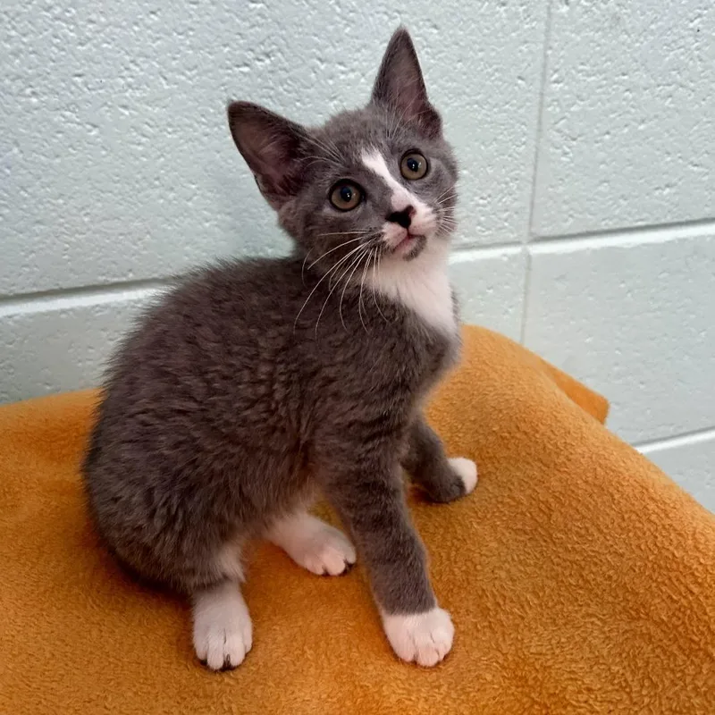 A baby small-sized female Gray / Blue / Silver Domestic Short Hair cat named Doris for adoption in Spruce Pine, NC