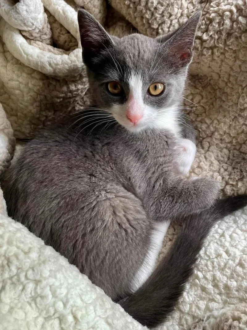 A baby medium-sized male Gray & White Domestic Short Hair cat named George for adoption in Johnson City, TN
