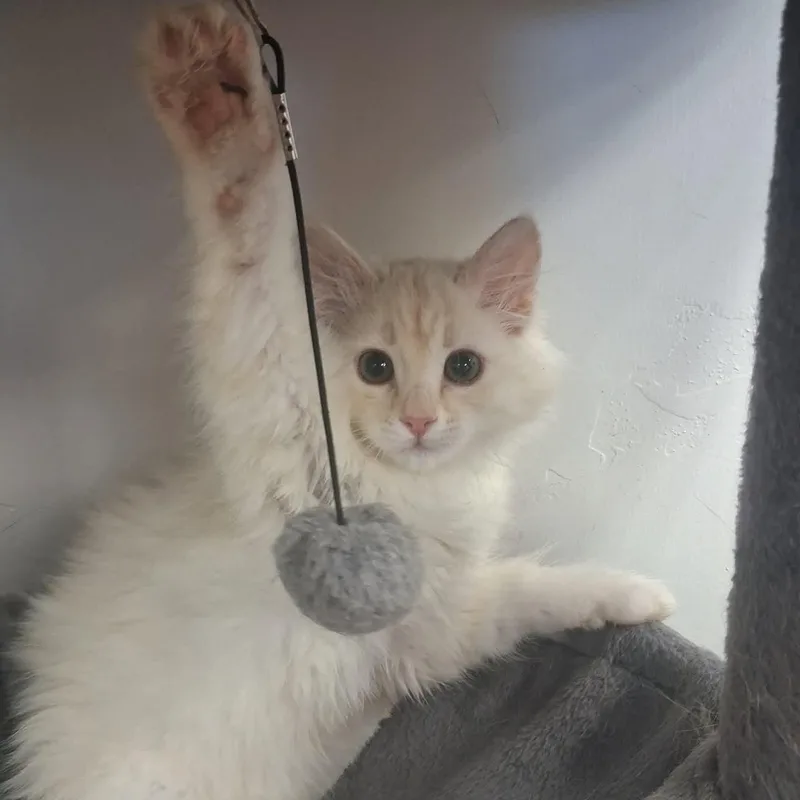 A young small-sized female Buff & White Domestic Long Hair cat named Charlotte for adoption in Roosevelt, UT