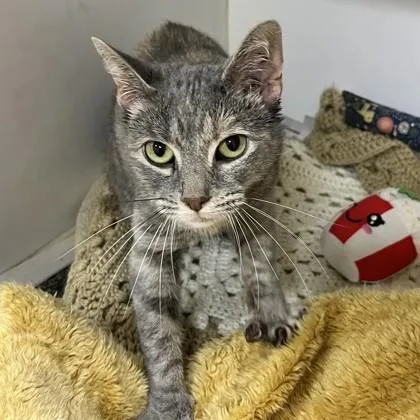 A young medium-sized female Tabby (Gray / Blue / Silver) Domestic Short Hair cat named Cootie for adoption in Phoenixville, PA