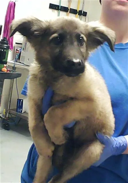 A baby small-sized male Dutch Shepherd dog named Duke for adoption in Fayetteville, NC