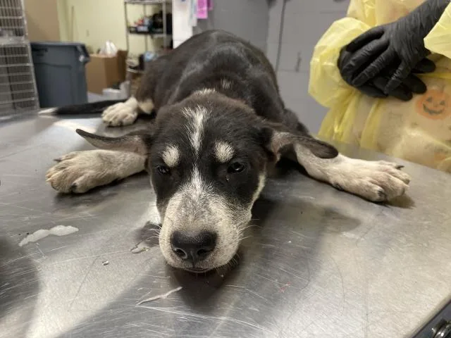 A baby small-sized female German Shepherd Dog dog named Honey for adoption in Riverside, CA