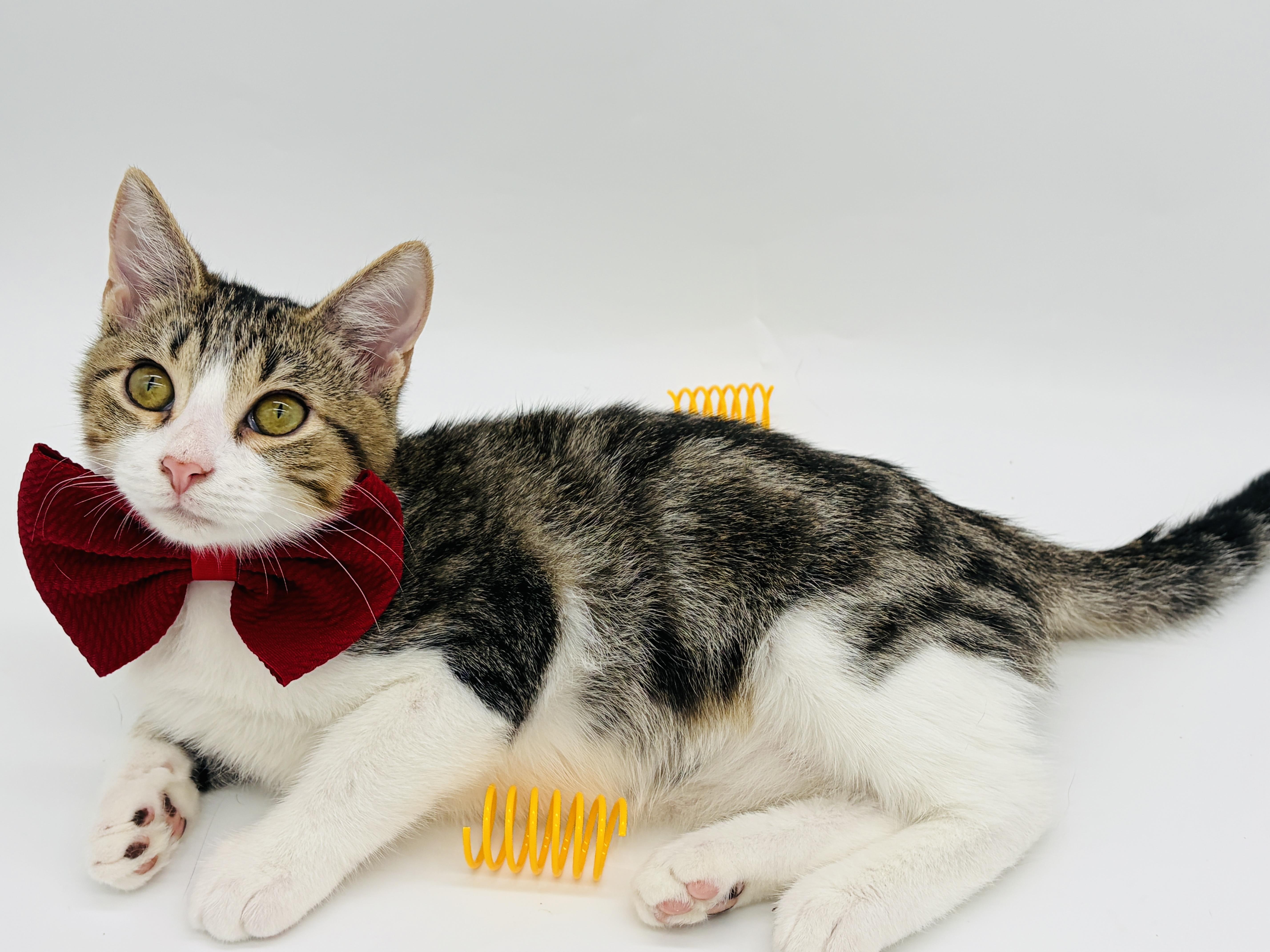 A baby medium-sized male White Domestic Short Hair cat named Ryland Grace for adoption in Lucedale, MS