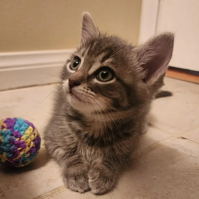 A baby small-sized male Gray / Blue / Silver Domestic Short Hair cat named Ace for adoption in Long Beach, CA