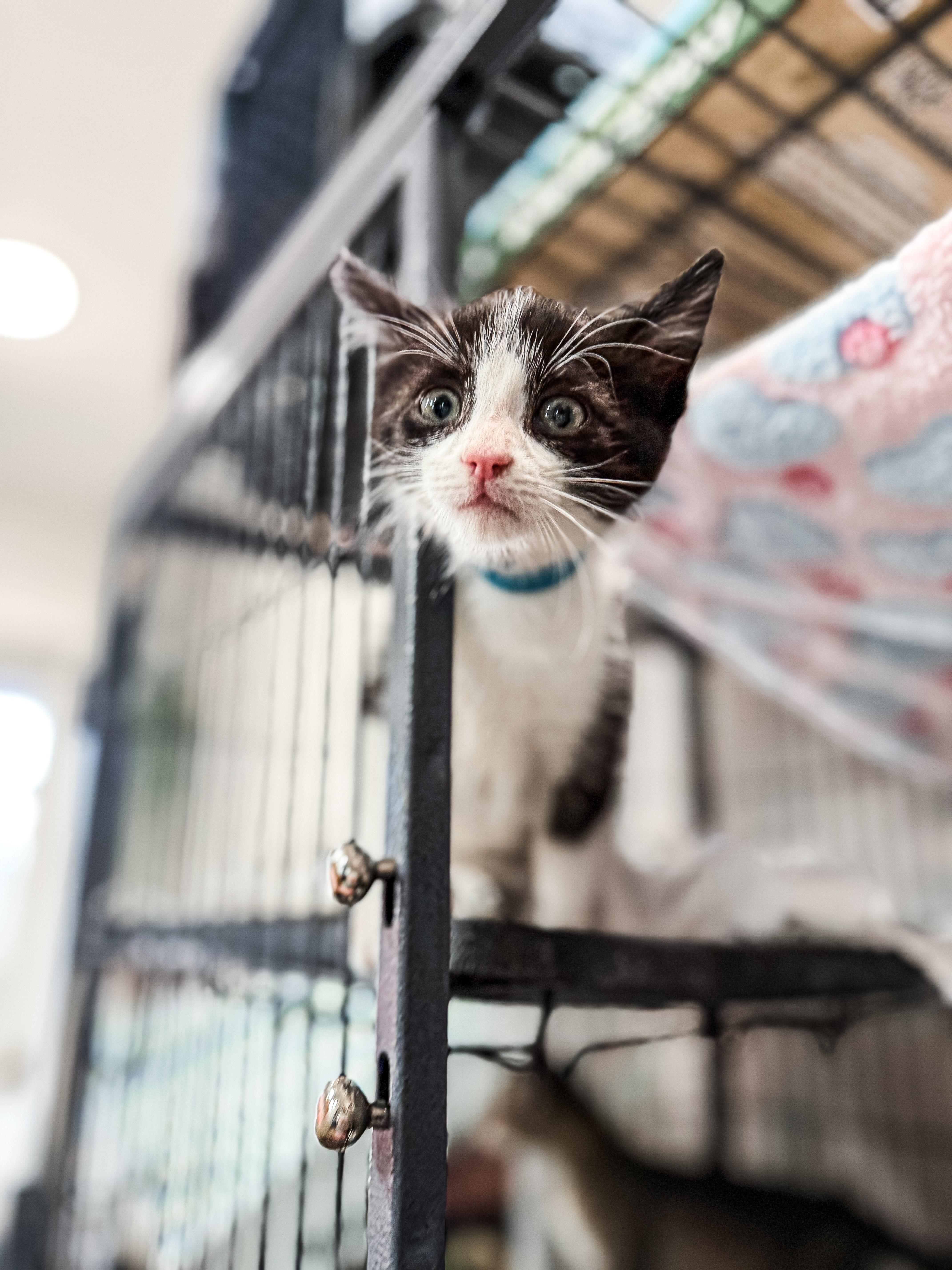 A baby medium-sized male Black & White / Tuxedo Domestic Short Hair cat named Dennis for adoption in Sartell, MN