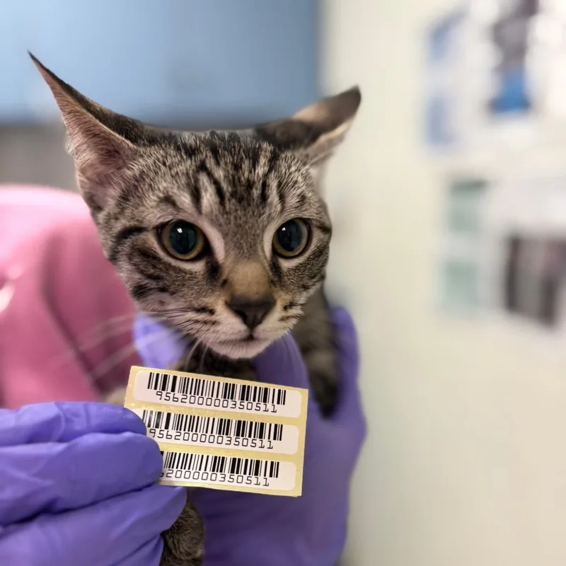 A baby small-sized male Brown / Chocolate Domestic Medium Hair cat named Giddy for adoption in Charleston, WV