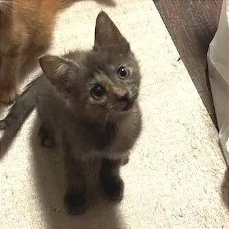 A baby small-sized female Gray / Blue / Silver Domestic Short Hair cat named Sasha for adoption in Newport News, VA