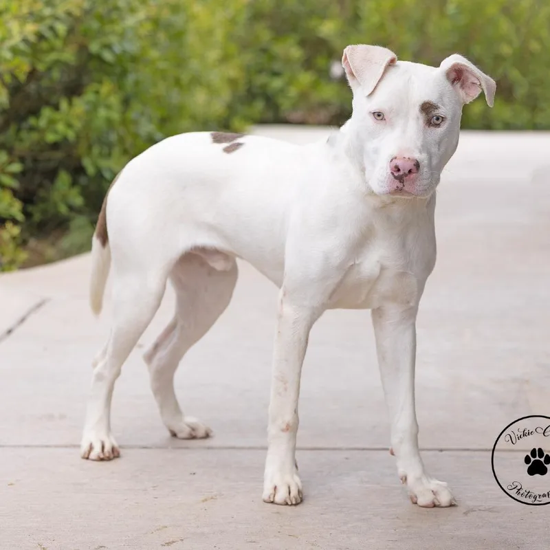 An adult medium-sized male White / Cream American Staffordshire Terrier dog named Patch for adoption in Abilene, TX
