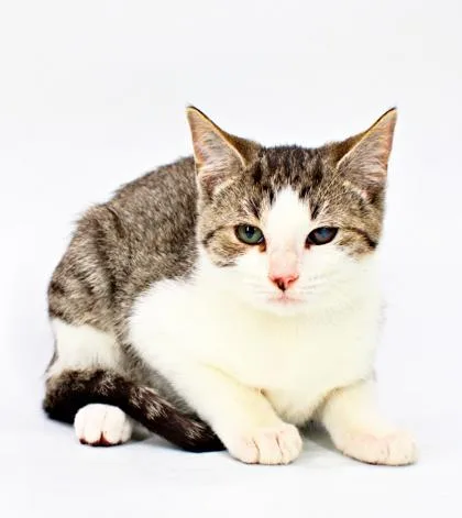 A baby small-sized female Domestic Medium Hair cat named Raven for adoption in Morton Grove, IL