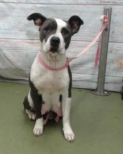 A young medium-sized female White / Cream Pit Bull Terrier dog named Josie Jo for adoption in Woodland Hills, CA