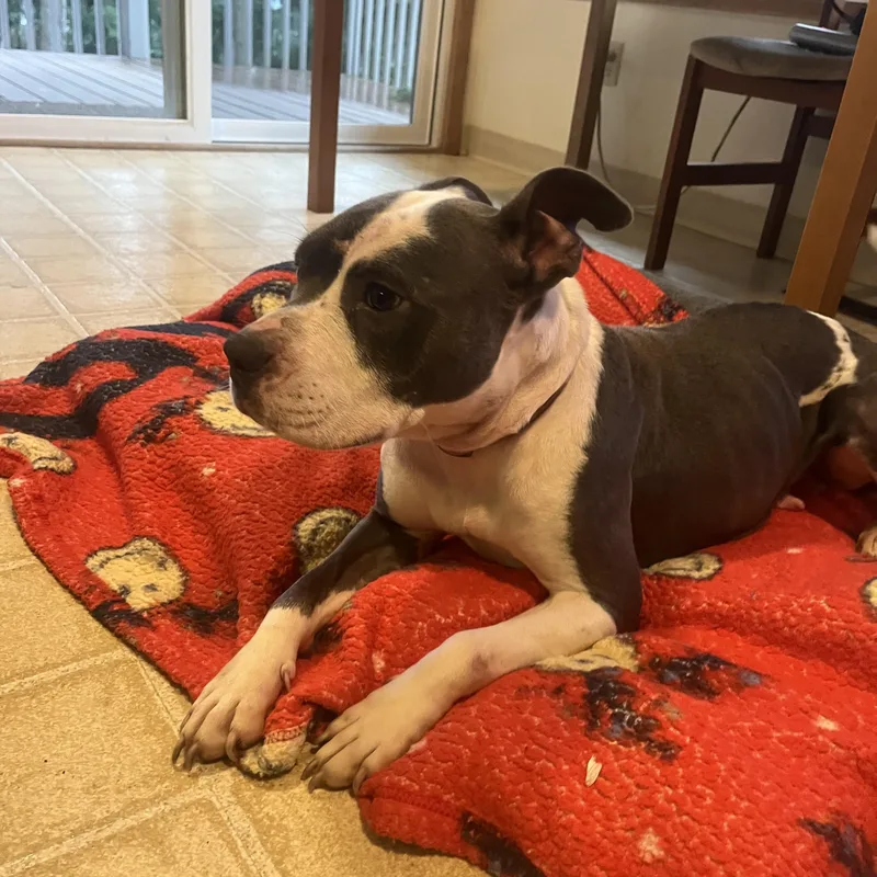 Josie Jo thumbnail 2