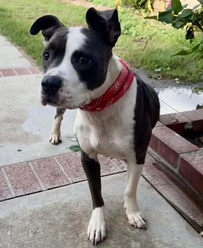 Josie Jo thumbnail 6
