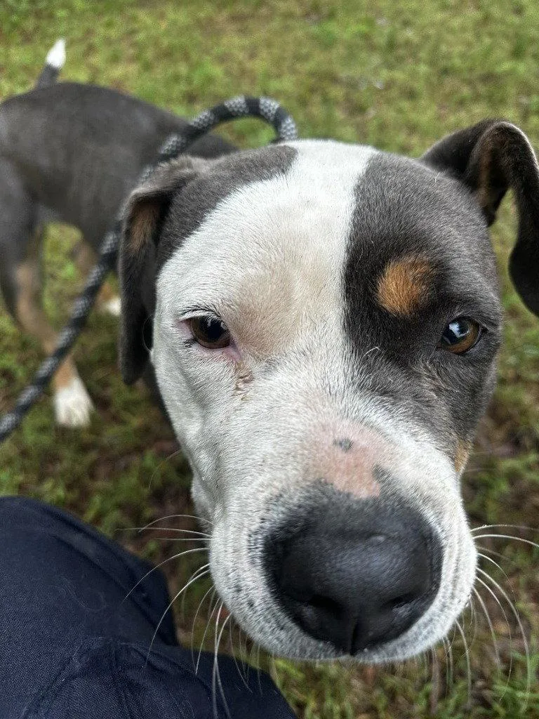 An adult large-sized female Pit Bull Terrier dog named Da  Meadow for adoption in Glen Allen, VA