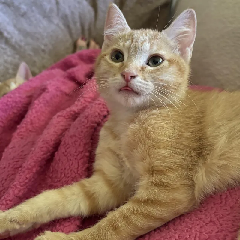 A baby small-sized female Orange / Red Domestic Short Hair cat named Sprout for adoption in Spokane, WA