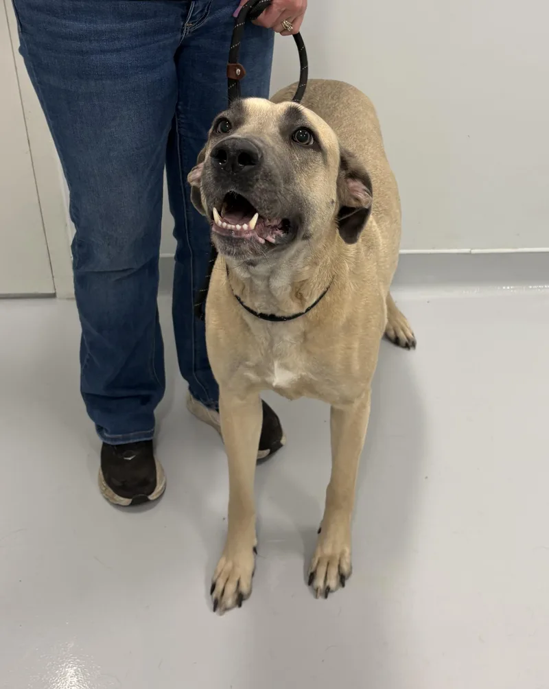 An adult extra large-sized female Apricot / Beige Anatolian Shepherd dog named Hattie for adoption in Kankakee, IL