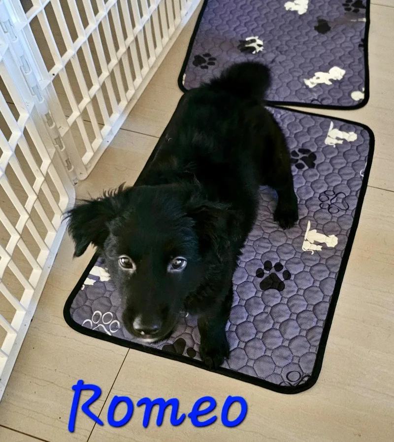 Romeo thumbnail 2